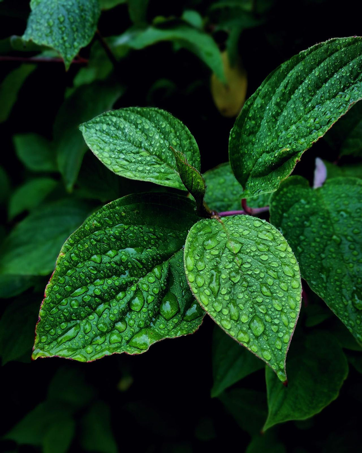 benji plant 8