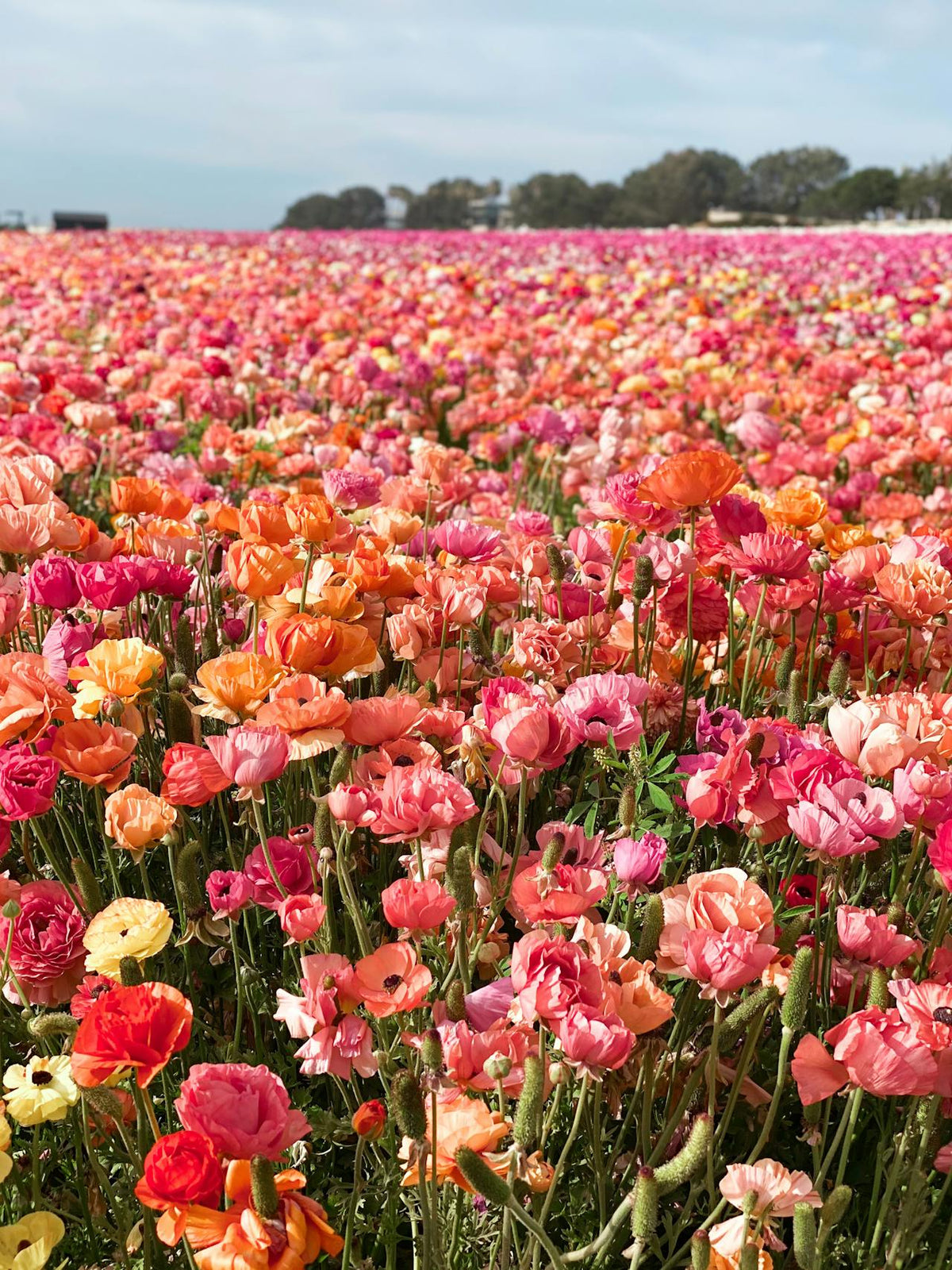 Best Hong Kong Places and Flowers for Every Season | Floristics Co.