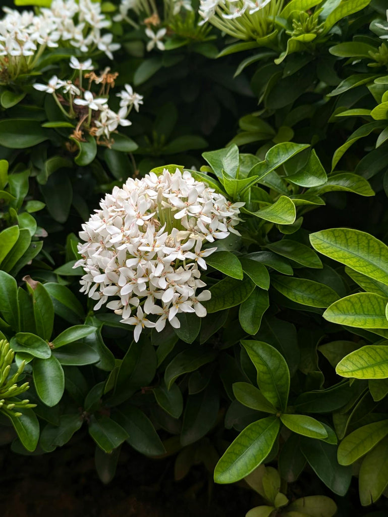 HKSAR florist you can count on