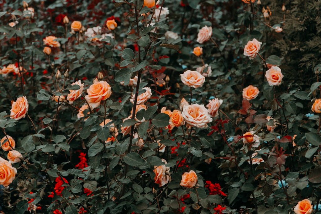 HK florist and flower delivery