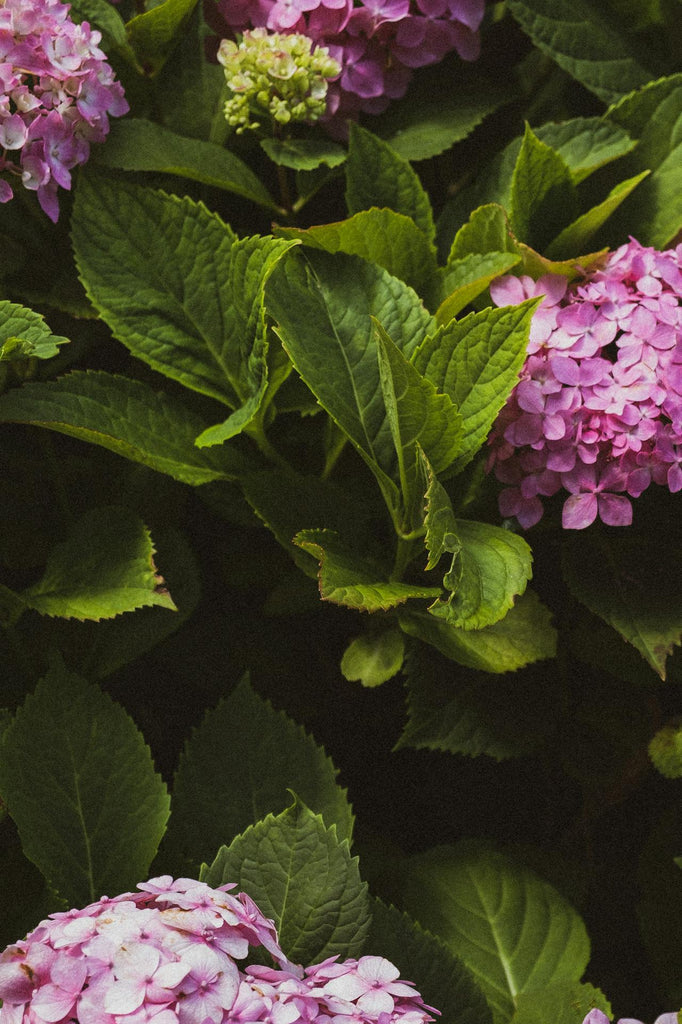 Hong Kong florist guide to hydrangeas