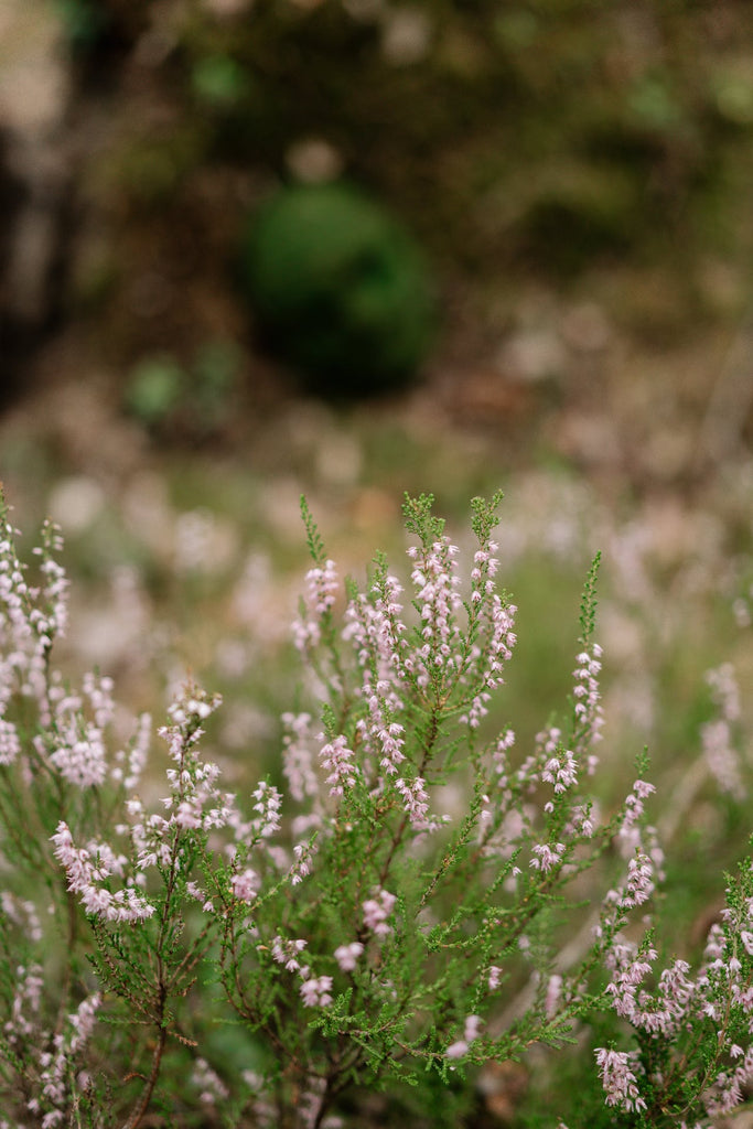 A-Z guide to flowers used in flower bouquets