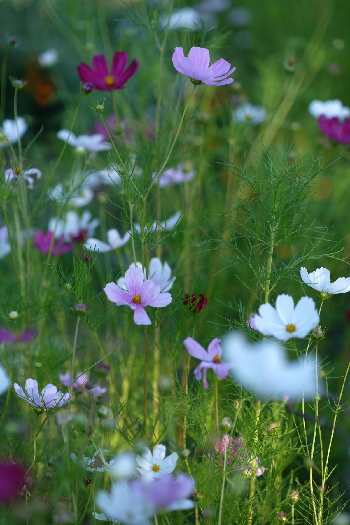 What flowers to send each season in Singapore | Floristics Co.