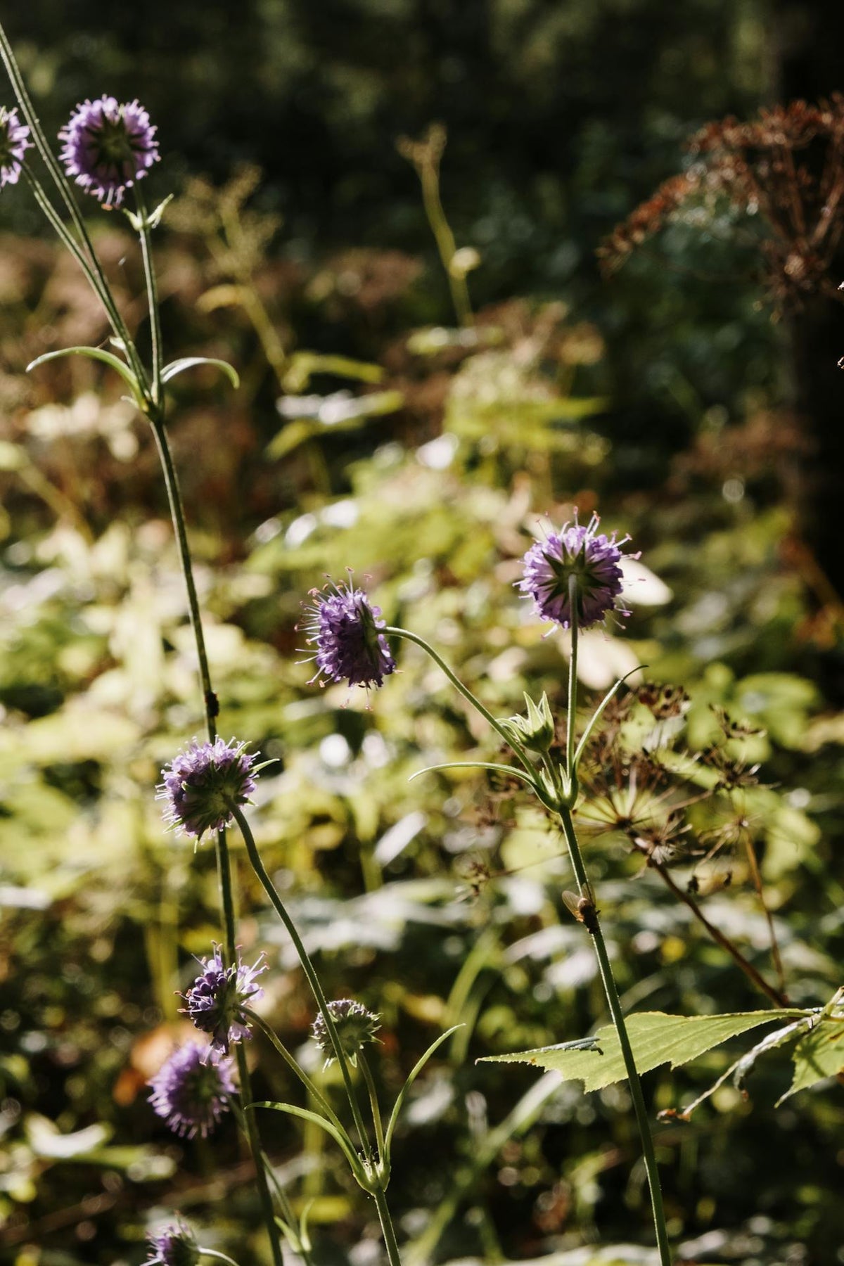Guide to foraging for a wild flower bouquet | Floristics Co.